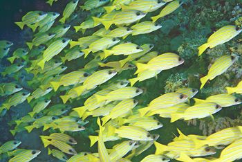 The Maldives are so full of fish and the coral is recover... by Simon Reynolds 